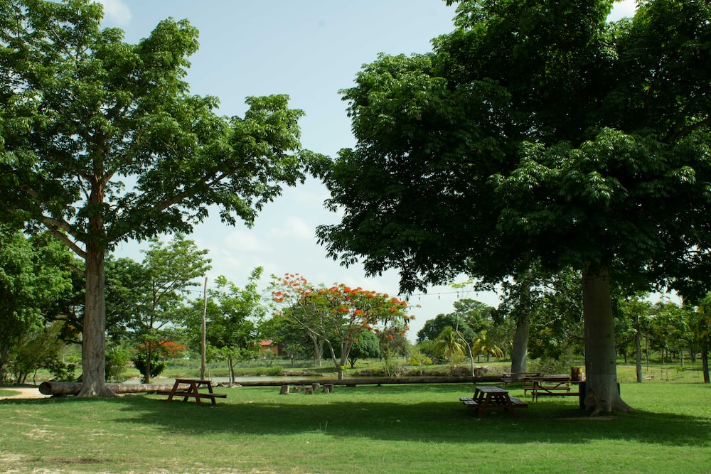 a park with picnic tables