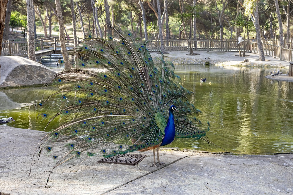 a peacock standing on a sidewalk
