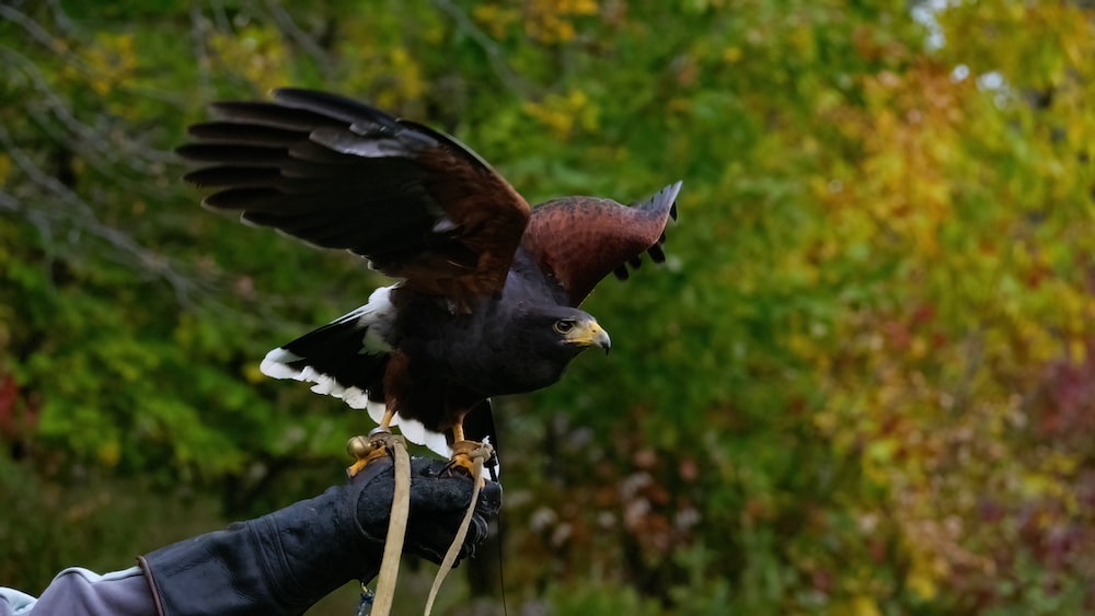 a person holding a bird of prey in their hand