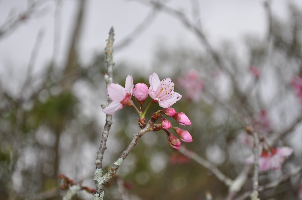 a pink flower is blooming on a tree branch