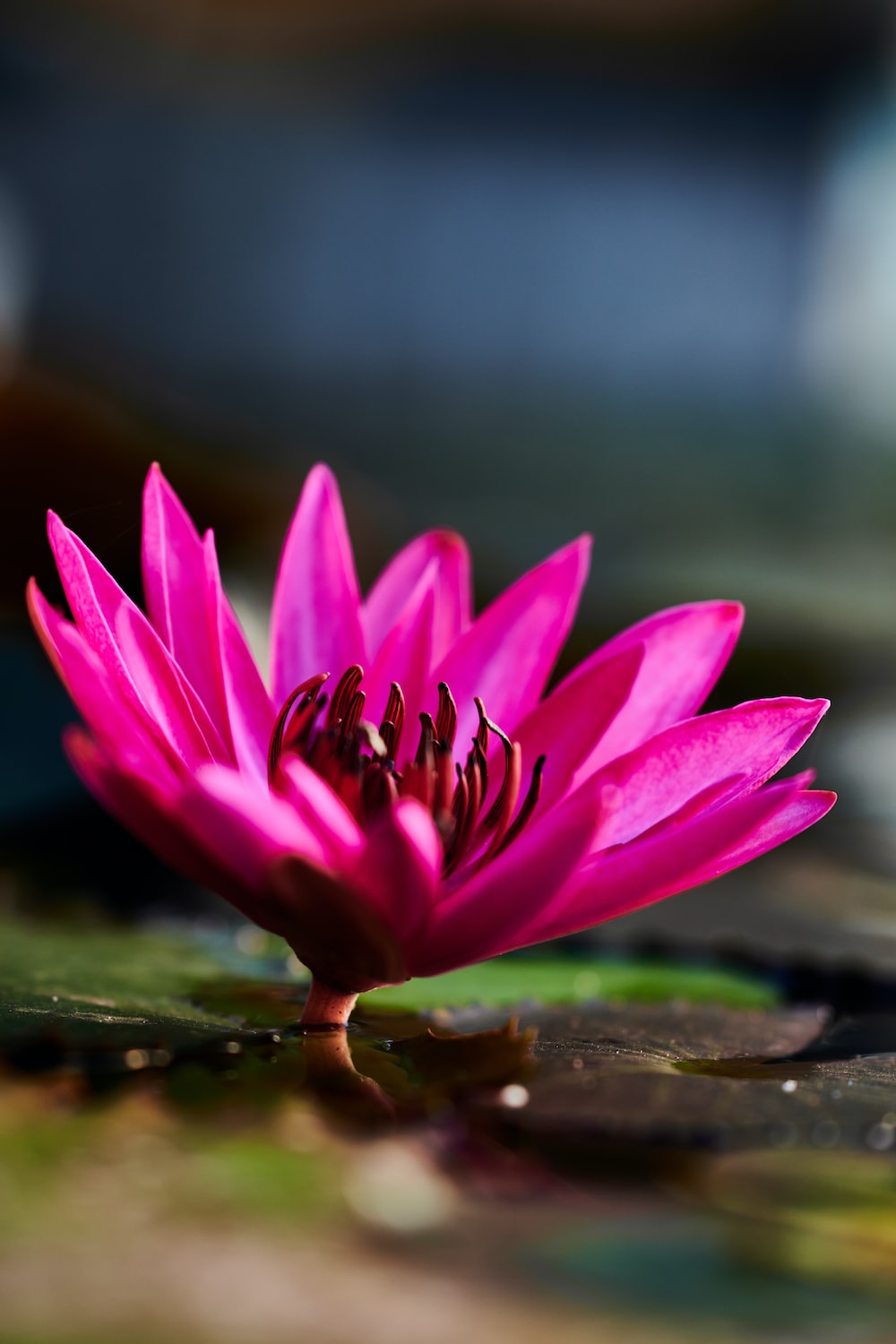 a pink flower sitting on top of a green leaf