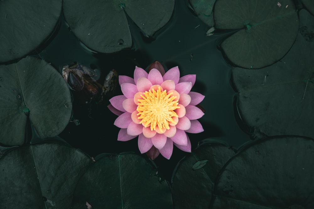 a pink flower surrounded by lily pads
