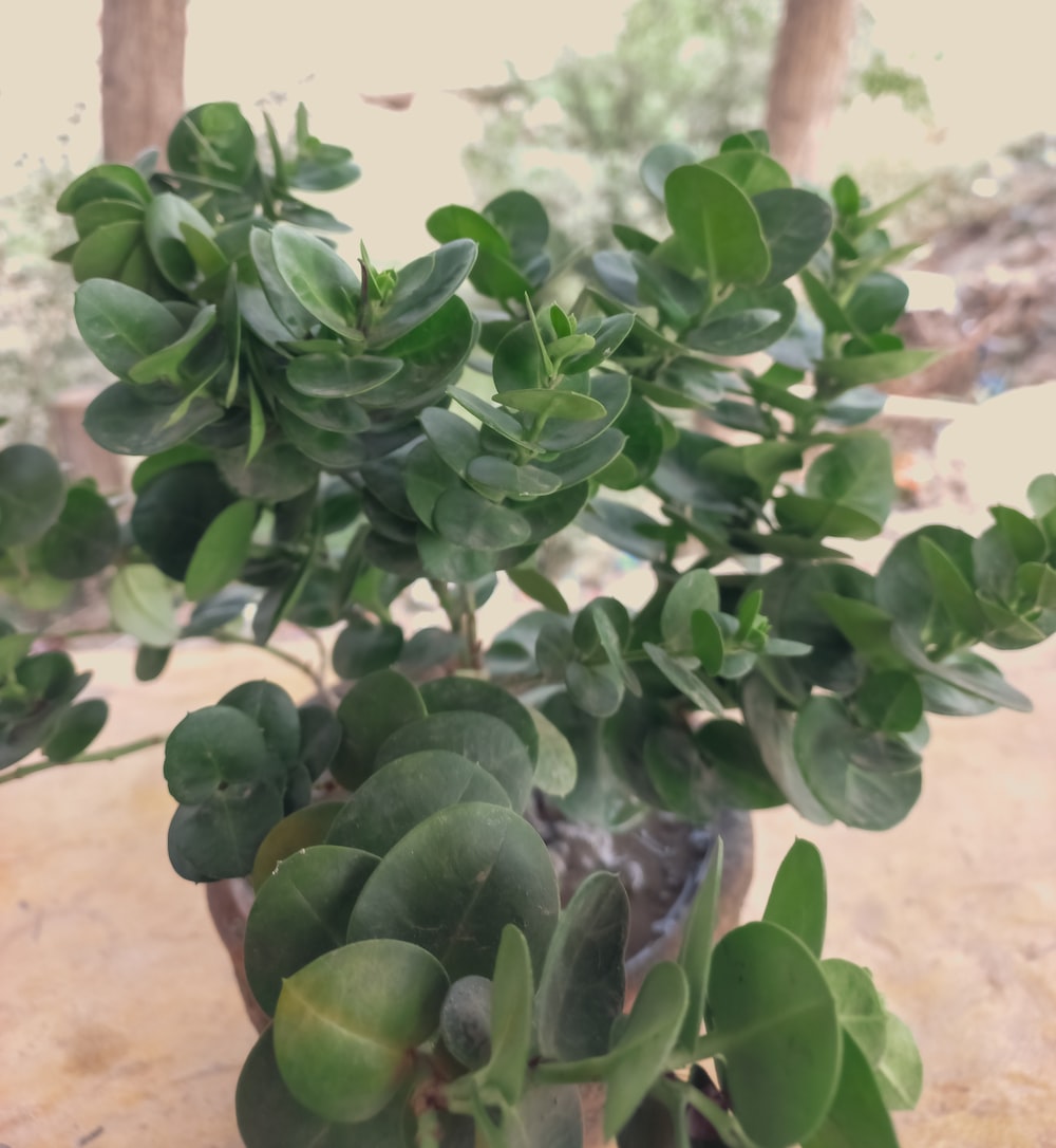 a plant with green leaves