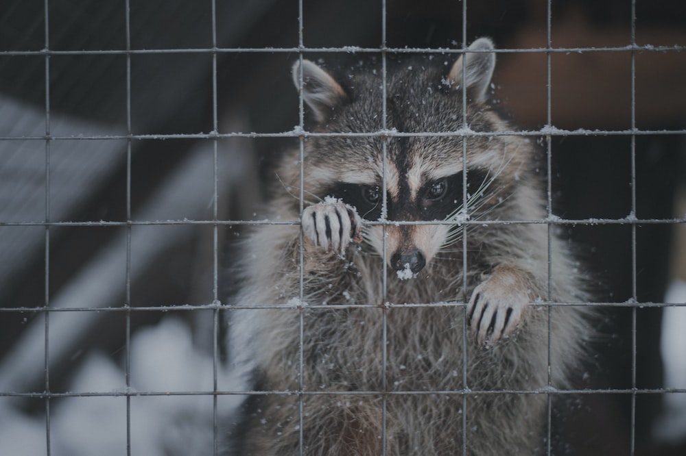 a raccoon in a cage