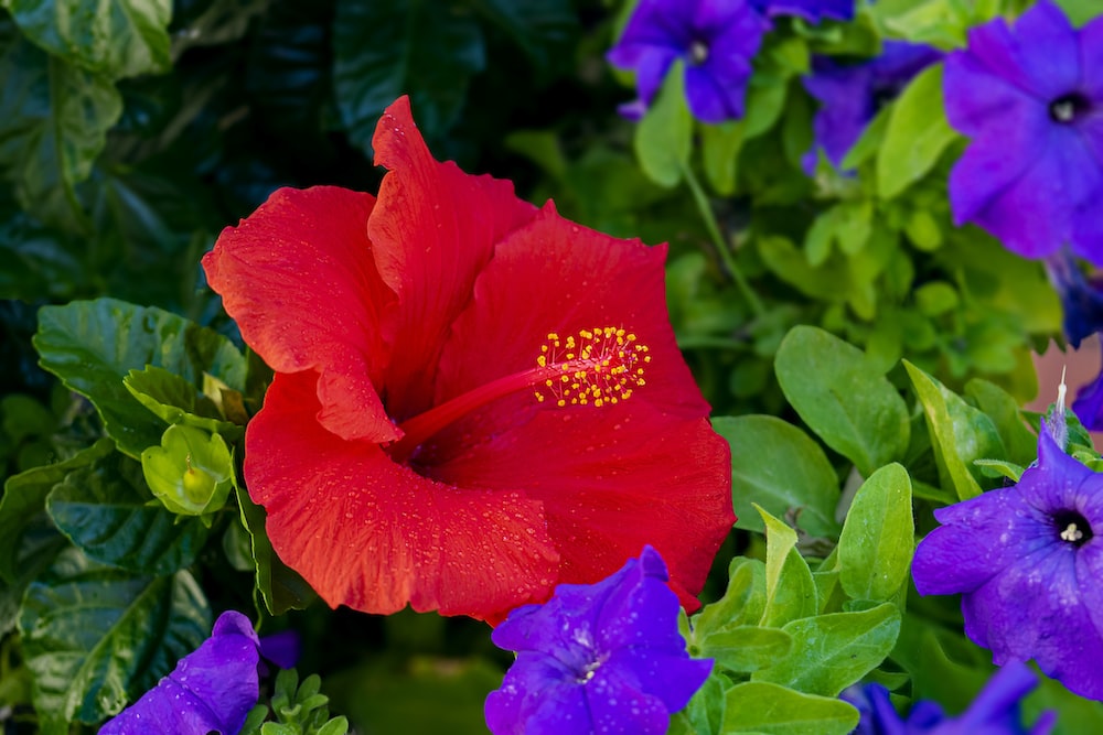 a red flower surrounded by purple flowers