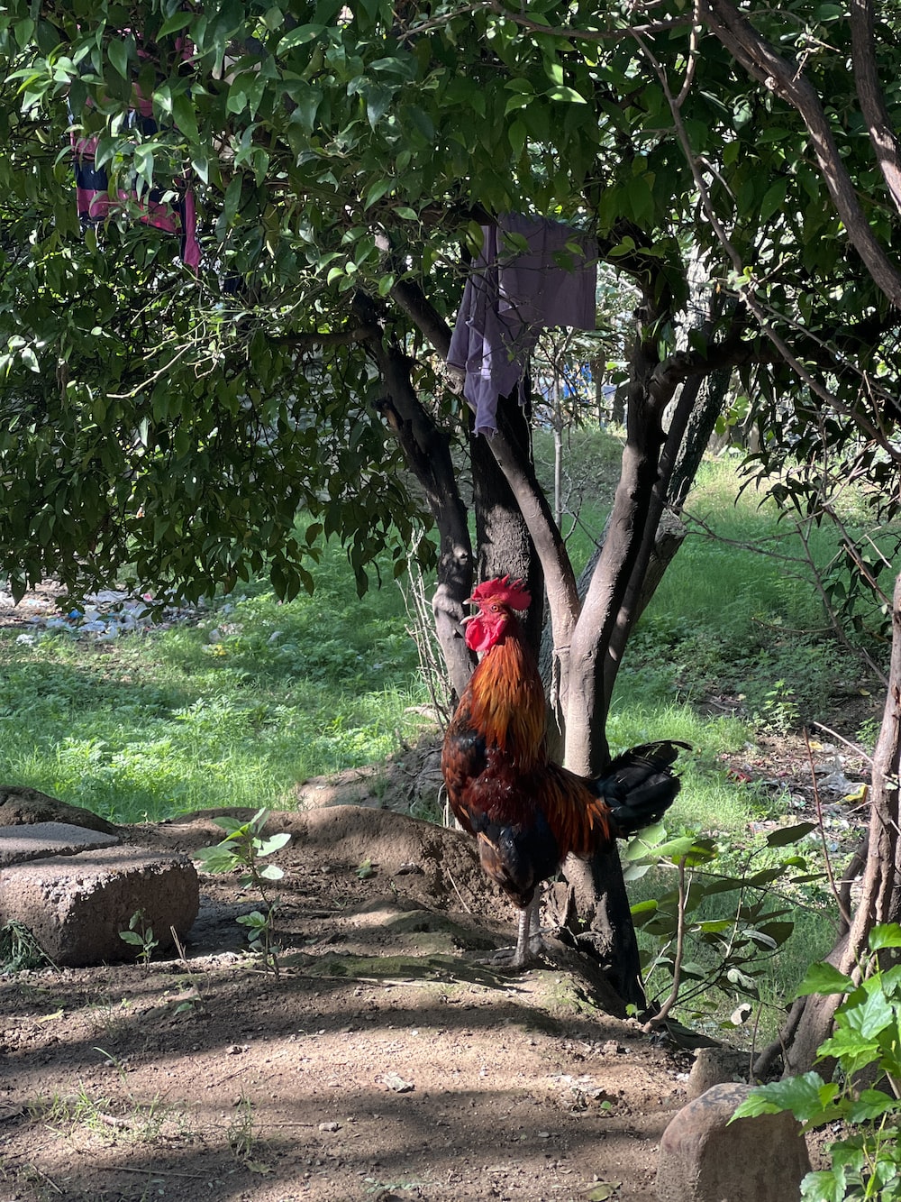 a rooster standing on dirt near trees
