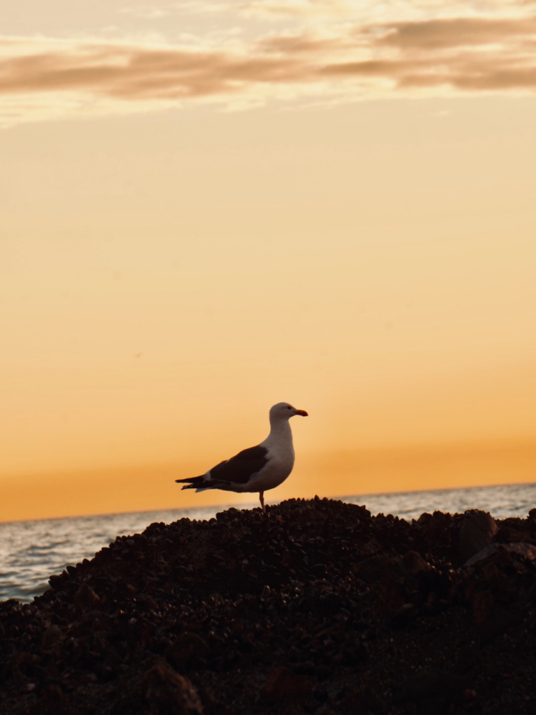 a seagull standing on a rocky beach at sunset