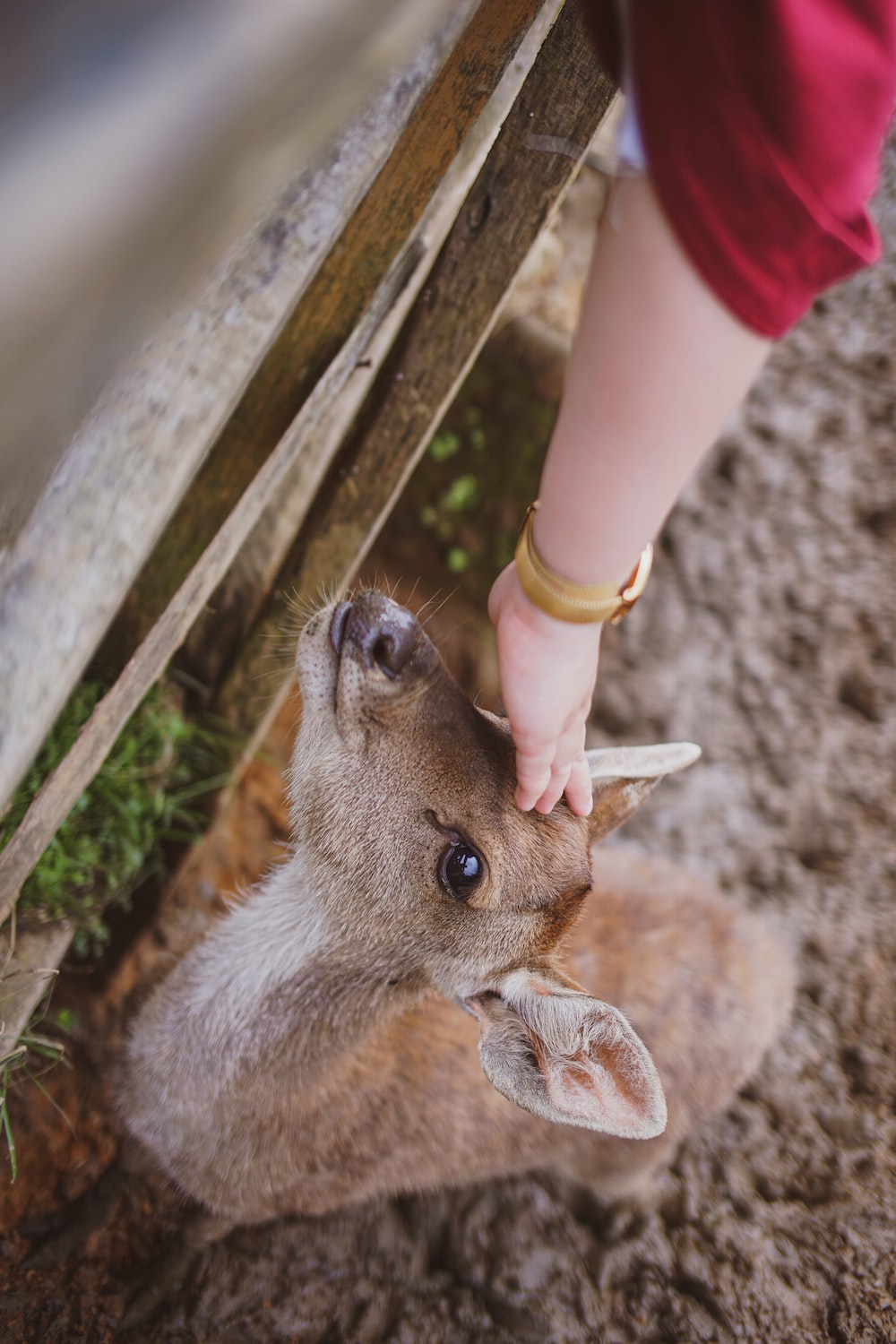 a small animal is being petted by a person