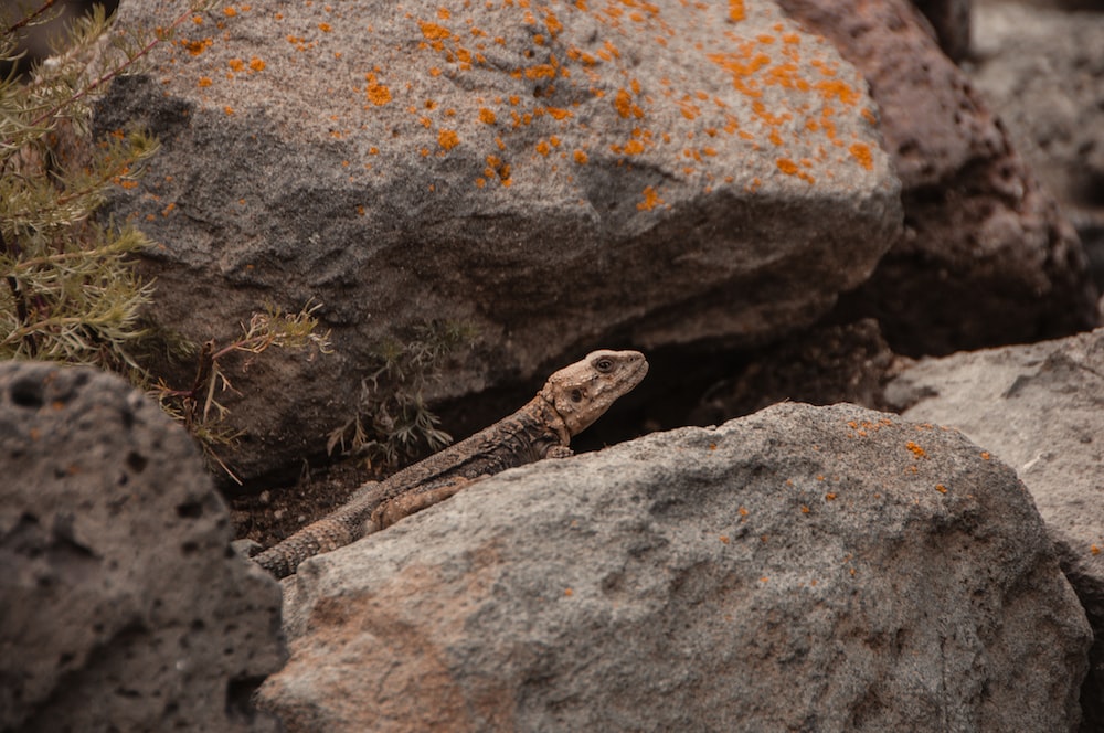 a small lizard is sitting on some rocks