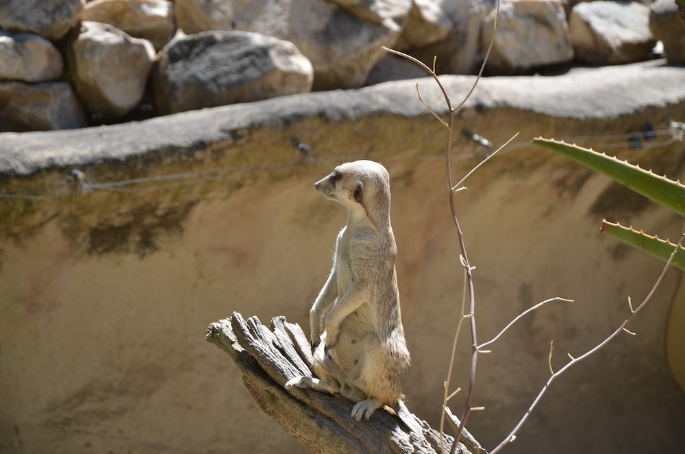 a small meerkat sitting on a tree branch