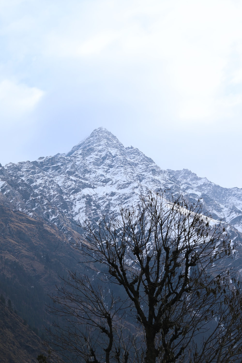 a snow covered mountain with a tree in the foreground