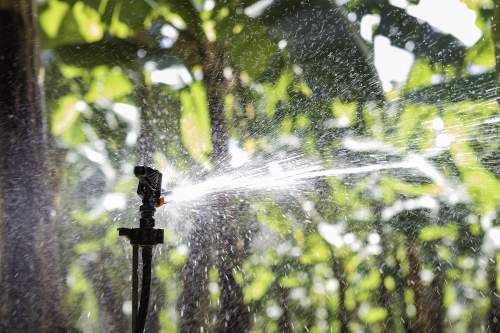 a sprinkler spraying water on a tree
