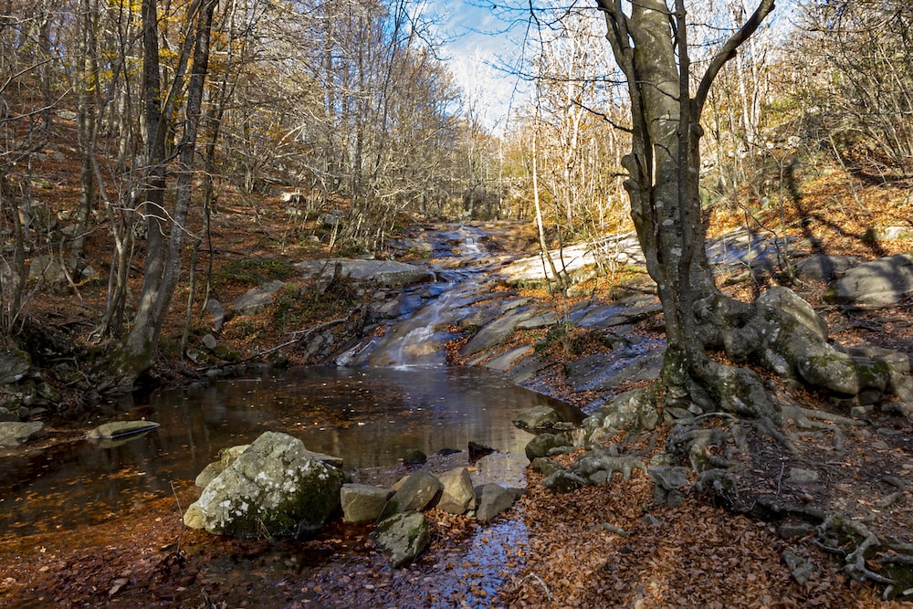 a stream running through a forest filled with lots of trees