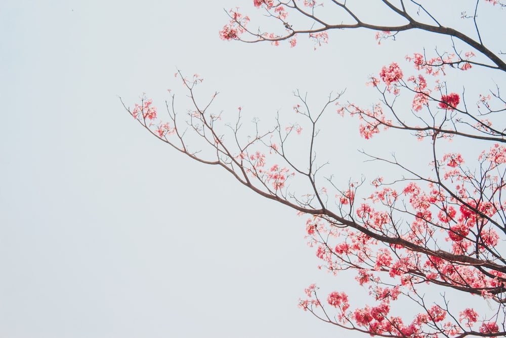 a tree branch with red flowers against a white sky