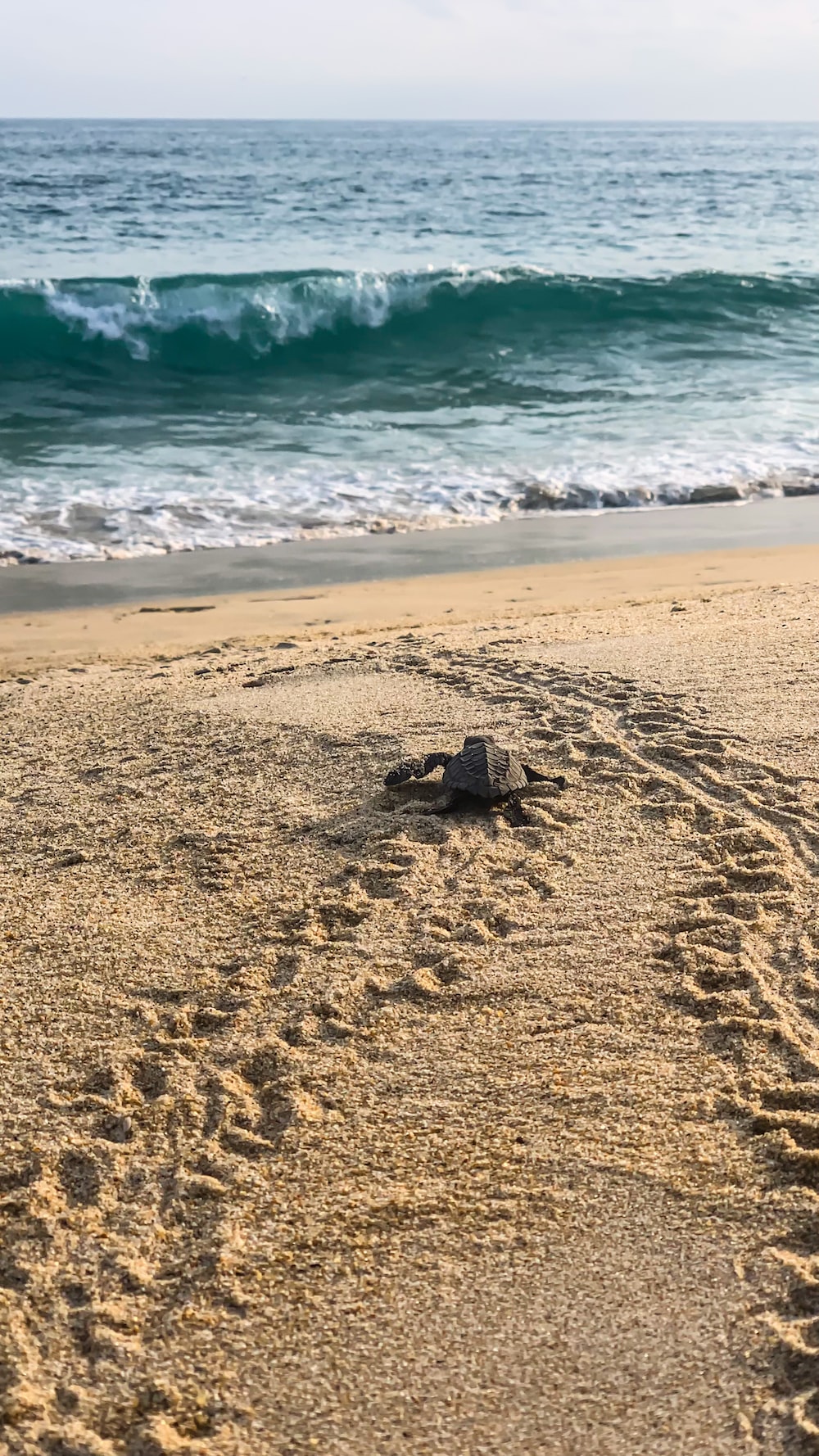 a turtle on a beach