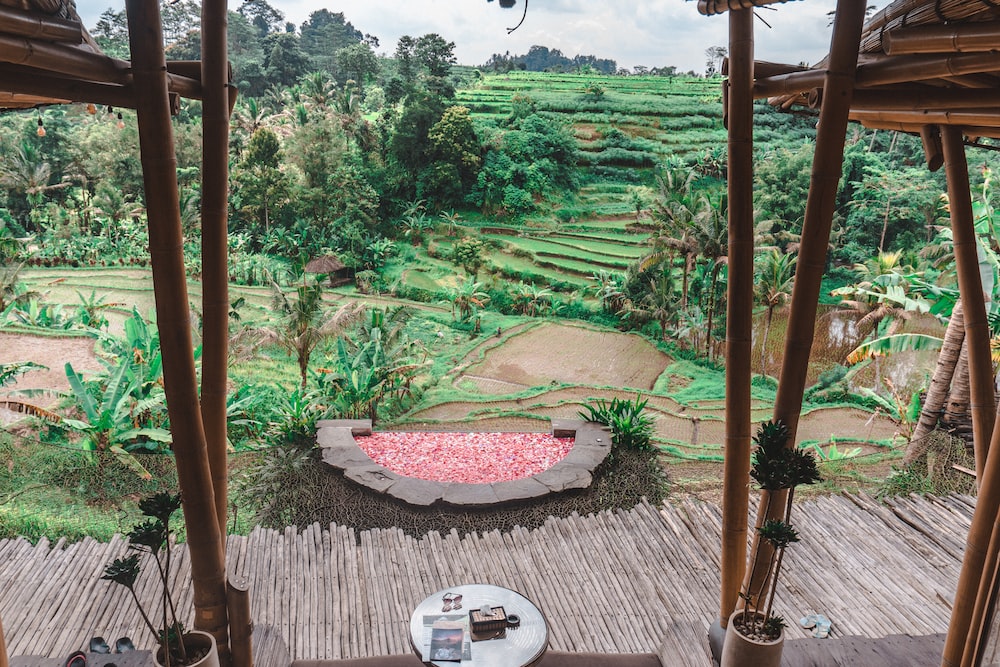 a view of a rice field from inside a hut