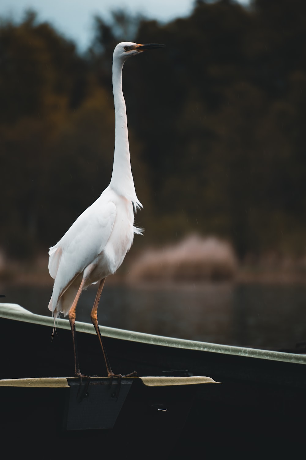 a white bird is standing on the edge of a boat