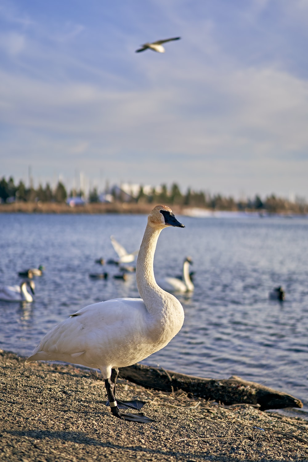 a white bird standing on a beach next to a body of water