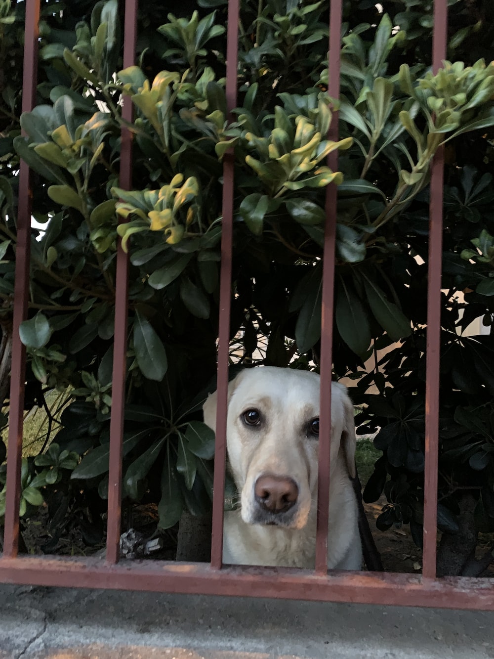 a white dog looking through a red fence
