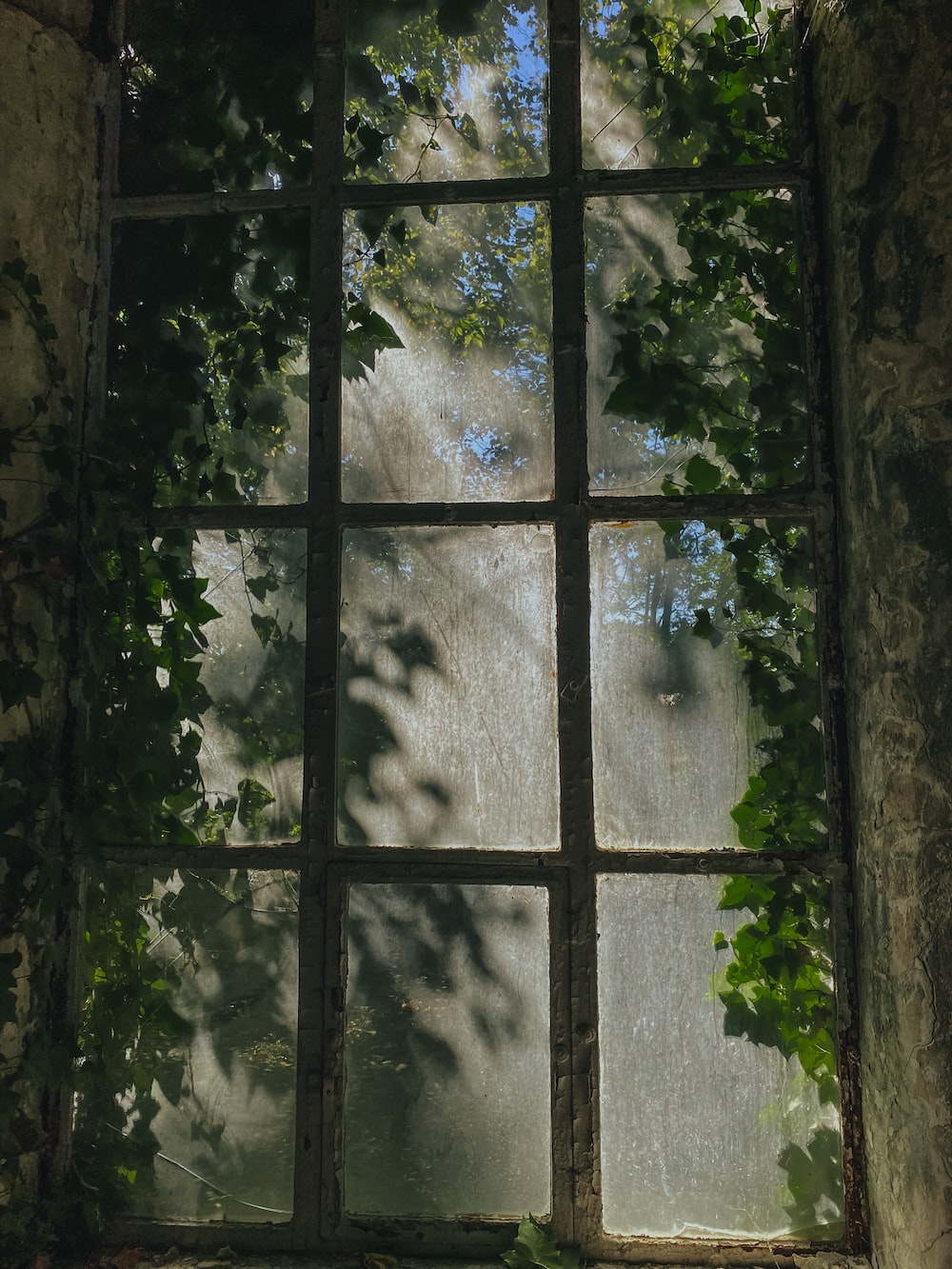 a window with ivy growing on the outside of it