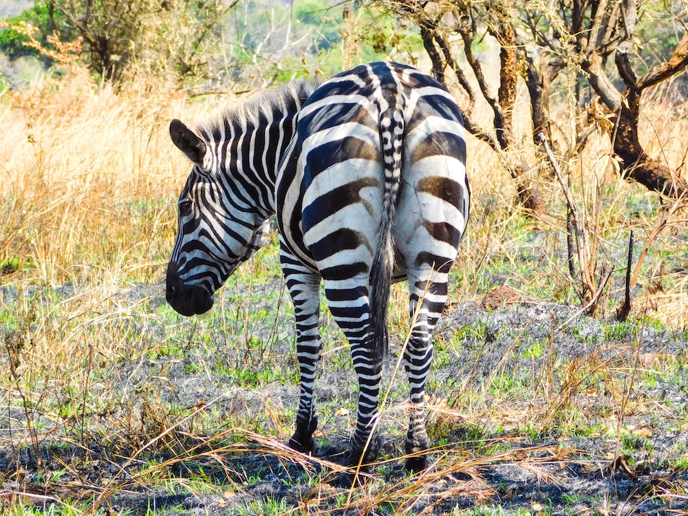 a zebra standing in the wild