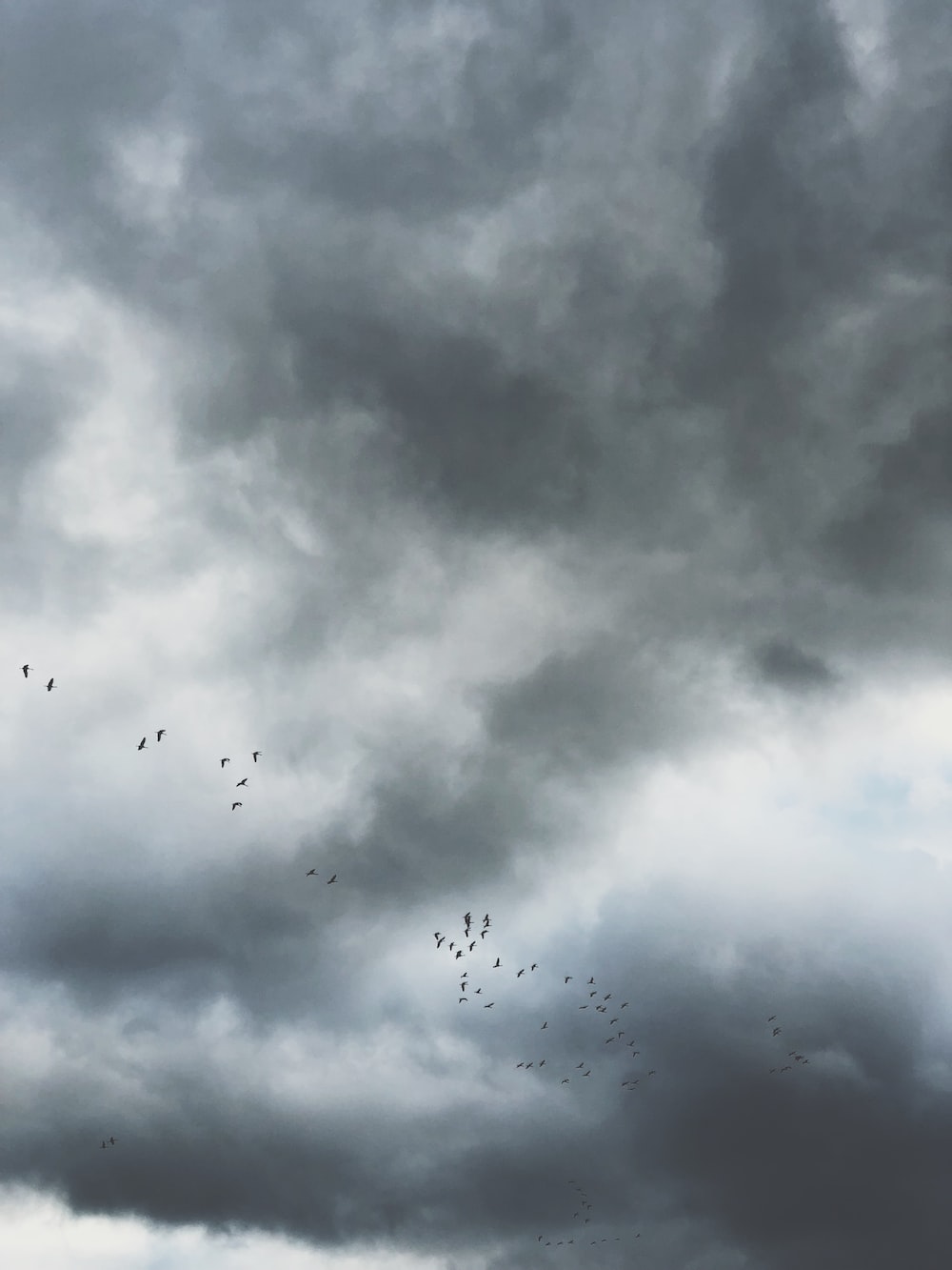 birds flying under gray clouds