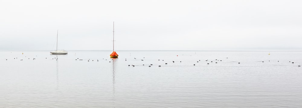 birds on body of water during daytime