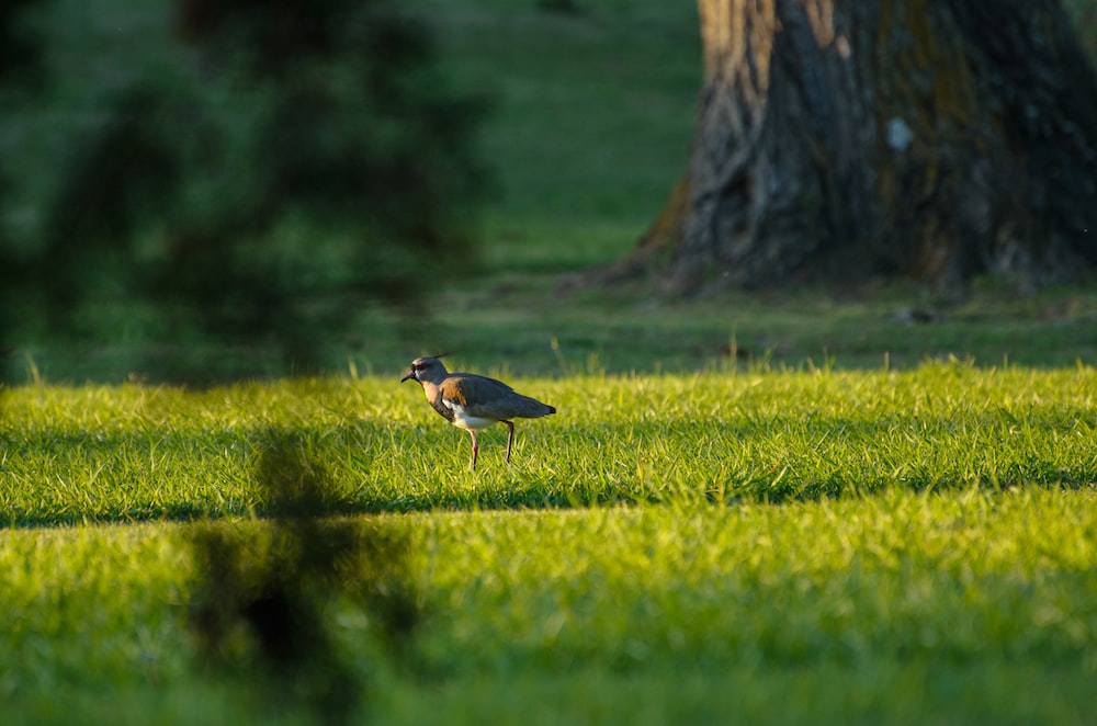 black and brown bird on green grass field during daytime