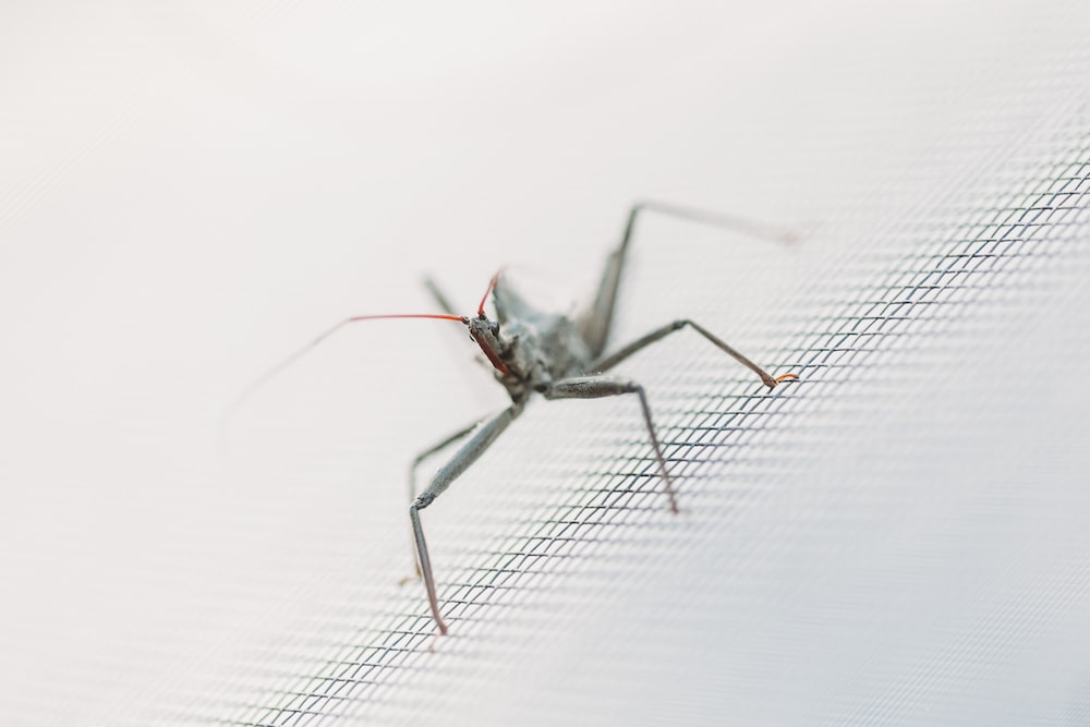 black and gray mosquito on white textile