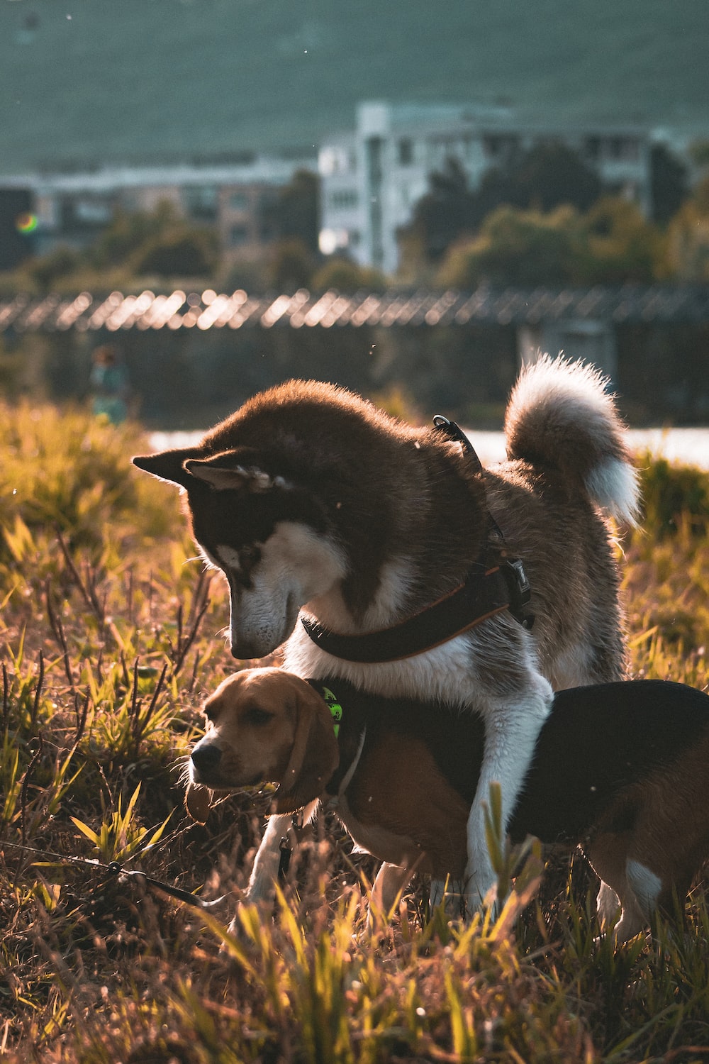 black and white siberian husky beside brown short coated dog on brown grass field during daytime