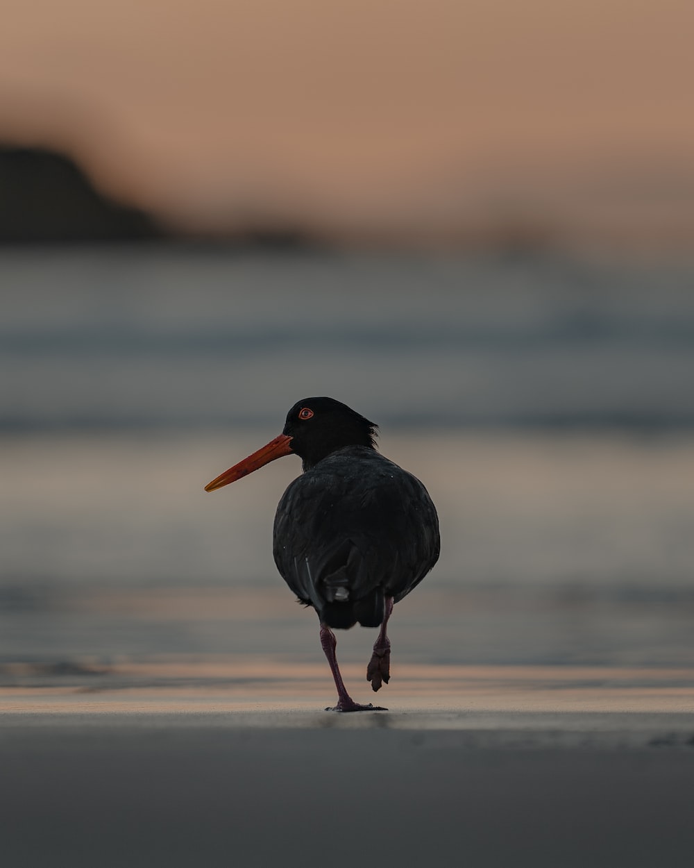 black bird on shore during daytime