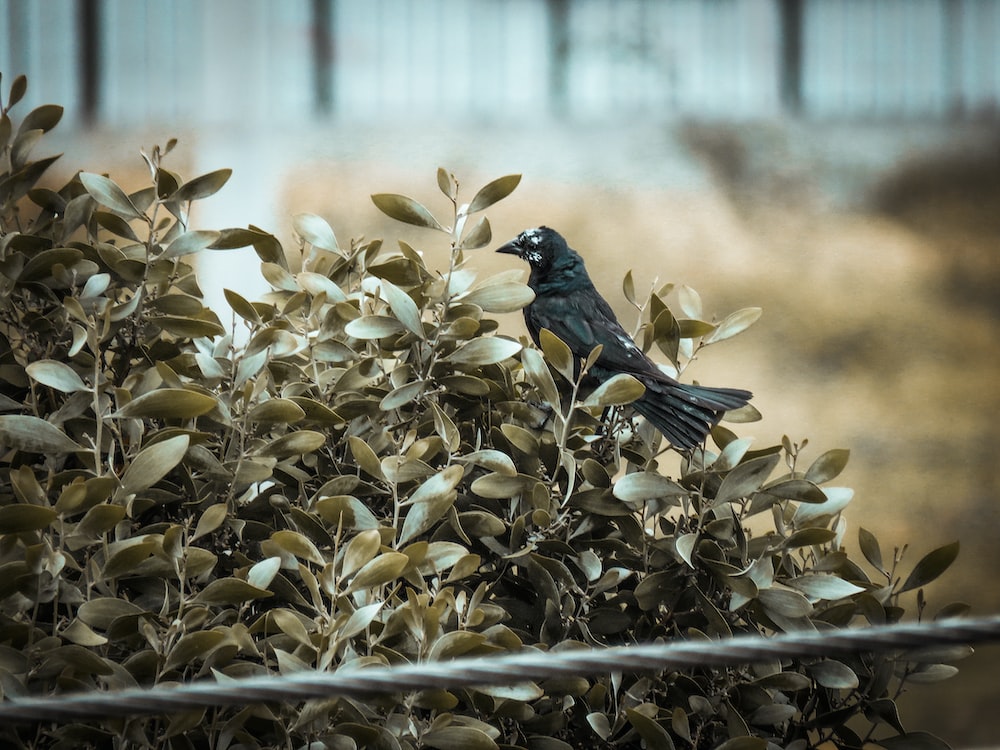 black bird perching on brown plant