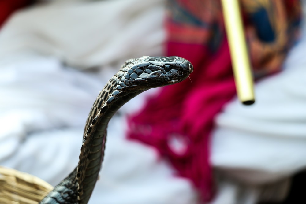 black cobra in closeup photography