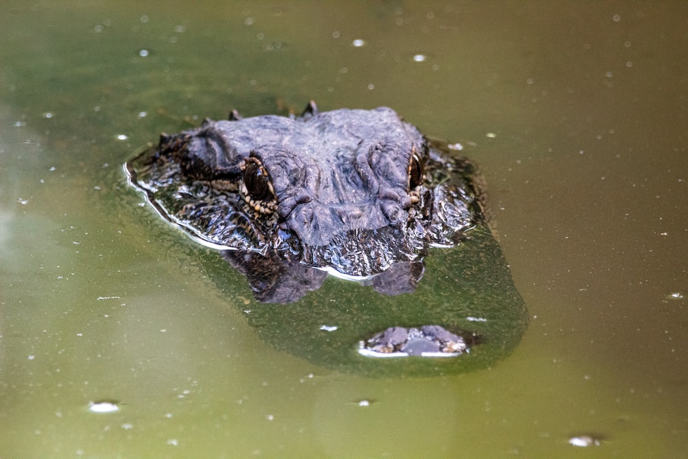 black crocodile on green water