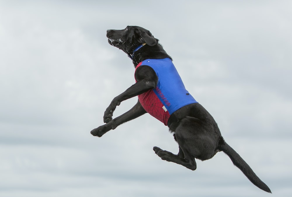 black dog on air