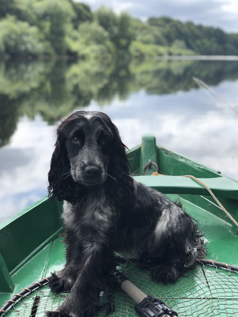 black dog sitting on boat on body of water