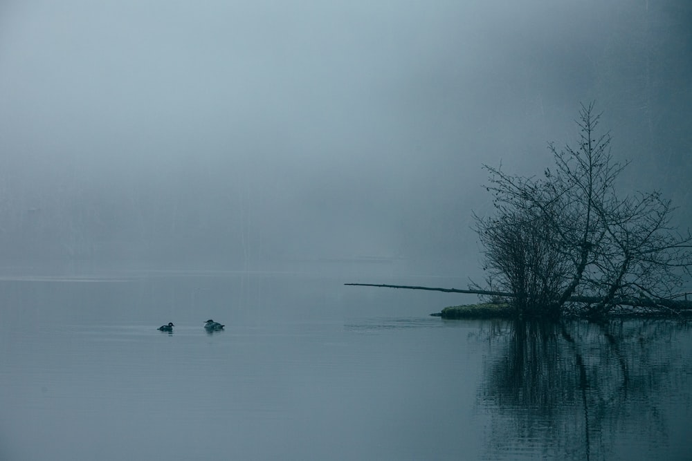 black duck on body of water during foggy weather