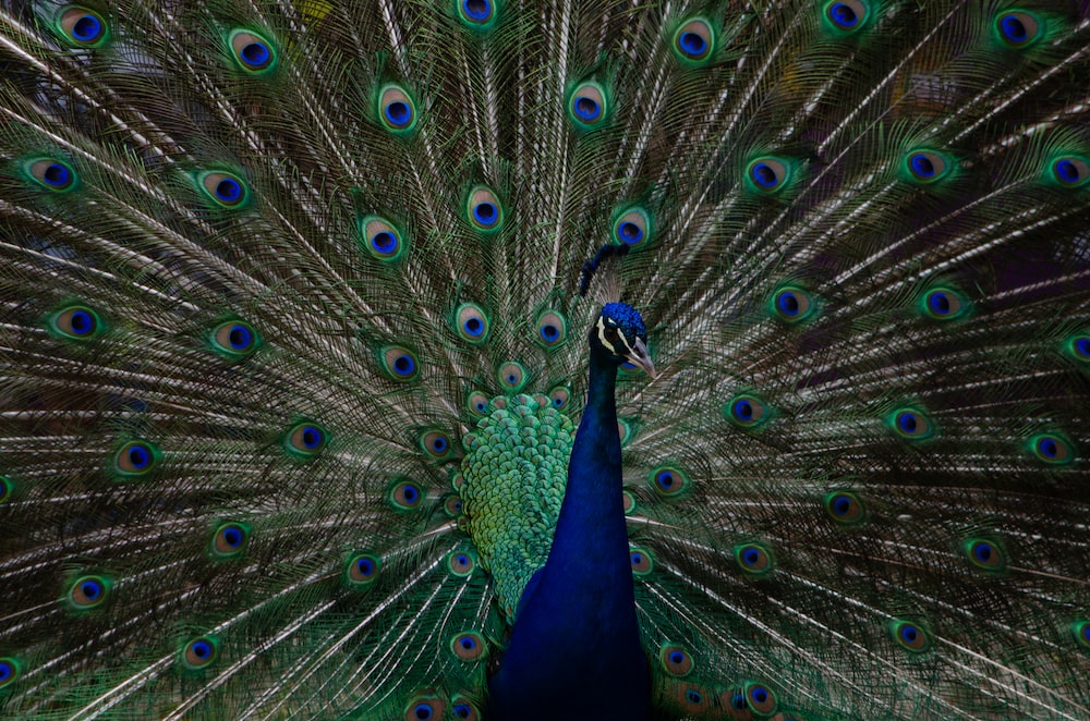 blue and green peacock with open tail
