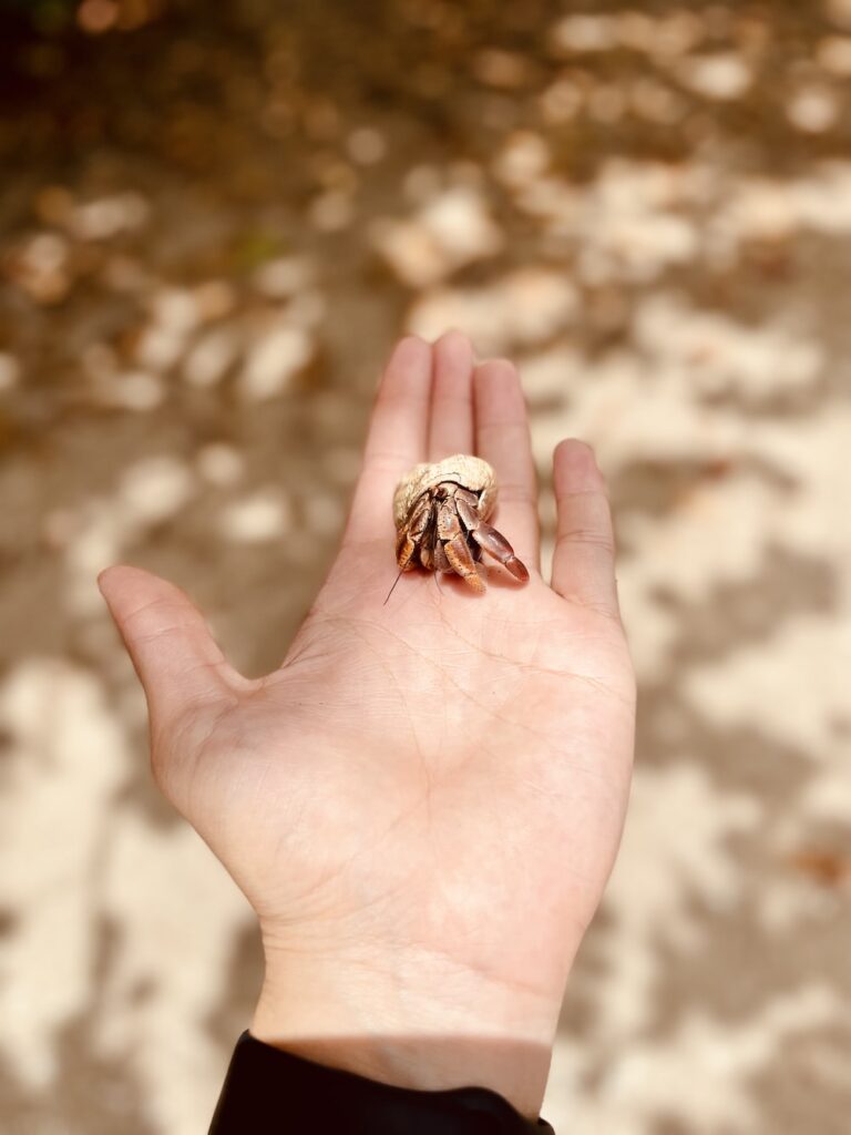 brown and black crab on persons hand