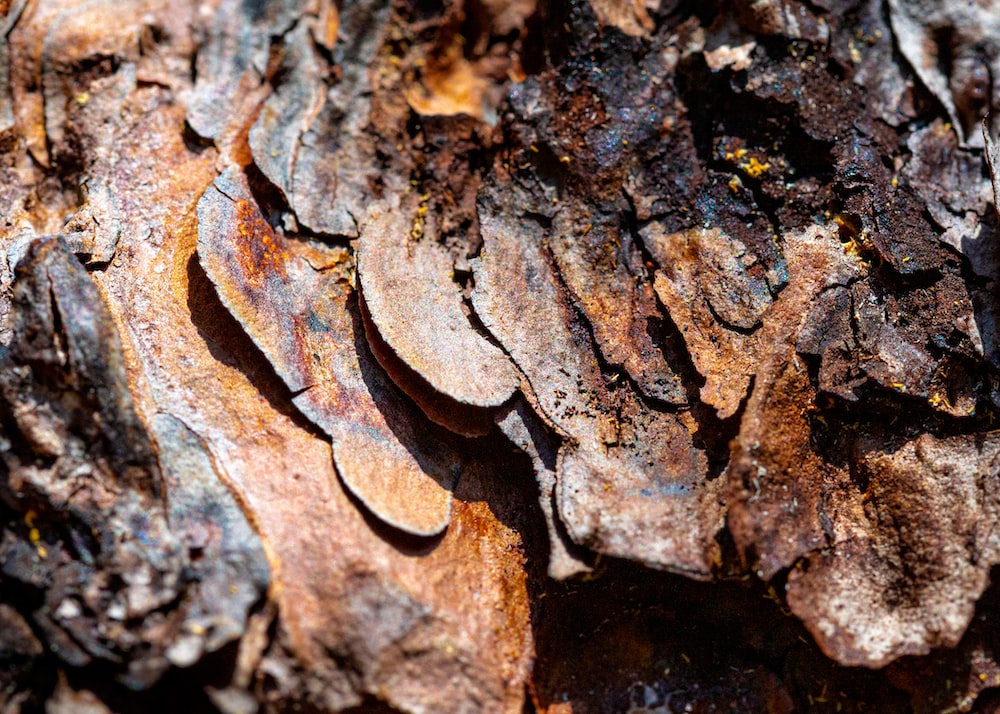 brown and black wood log