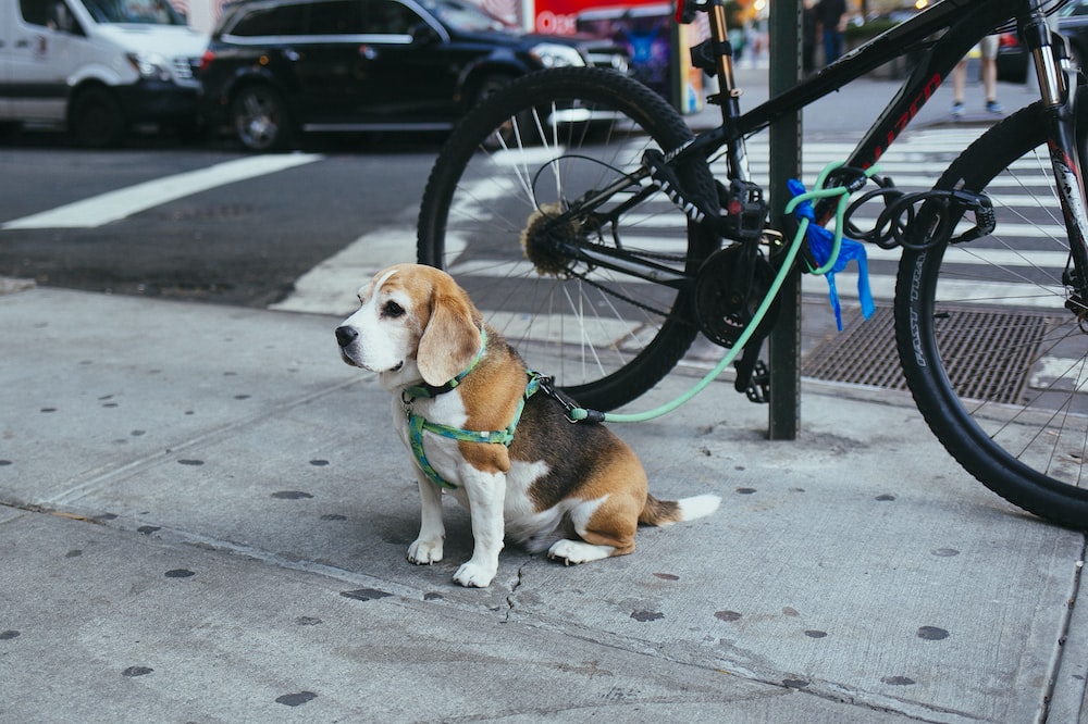 brown and white Beagle puppy corded to bicycle beside street