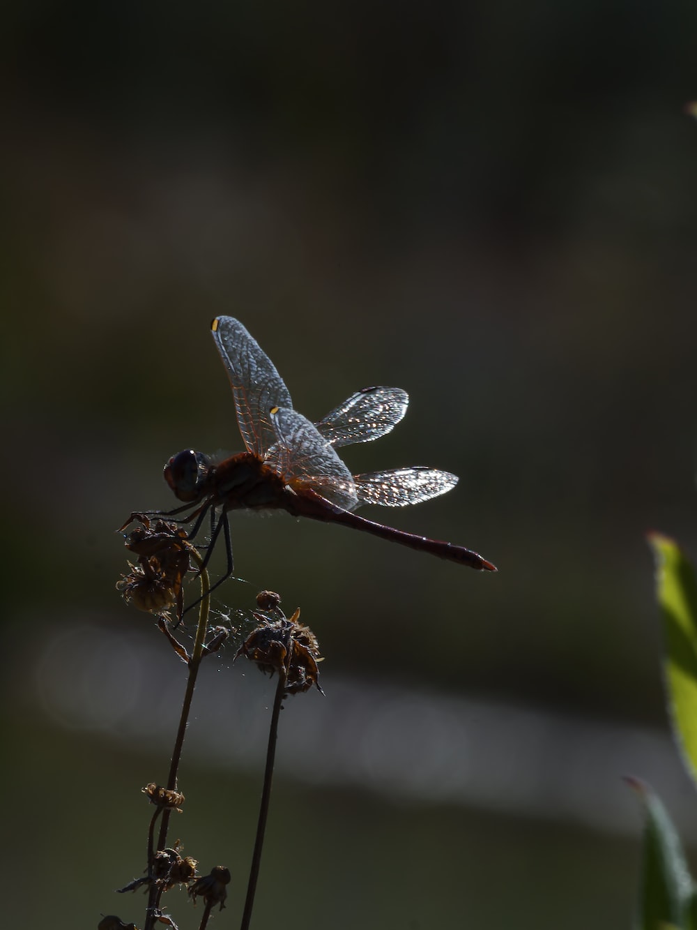 brown and white dragonfly perched on brown stem in close up photography during daytime