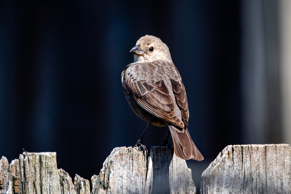 brown bird on brown wooden fence