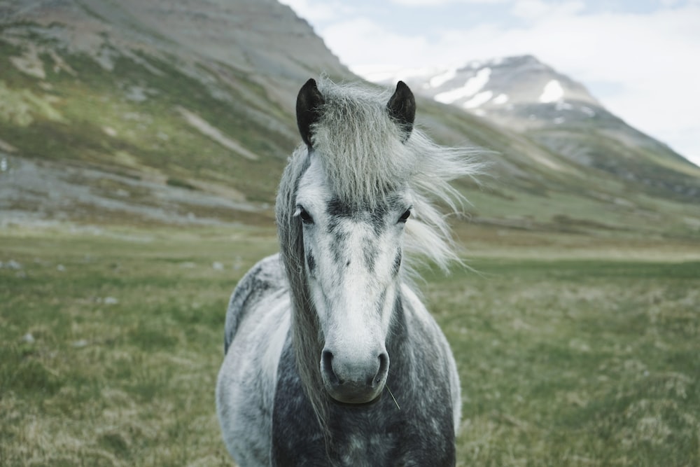 close-up photography of white and gray horse standing on green grass field