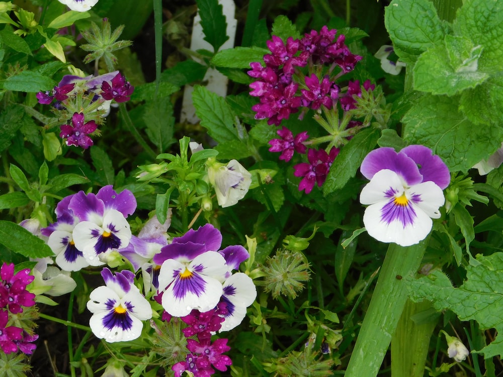 closeup photo of purple-and-white flowers