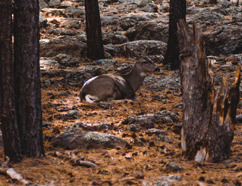 deer lying on ground