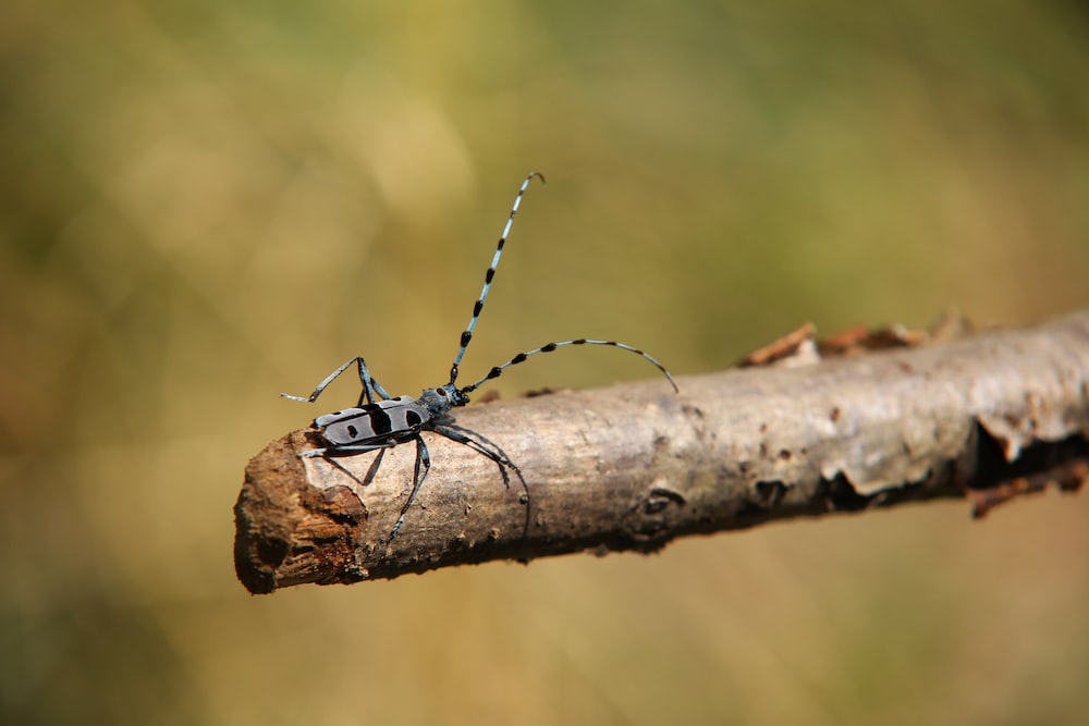focus photography of black insect