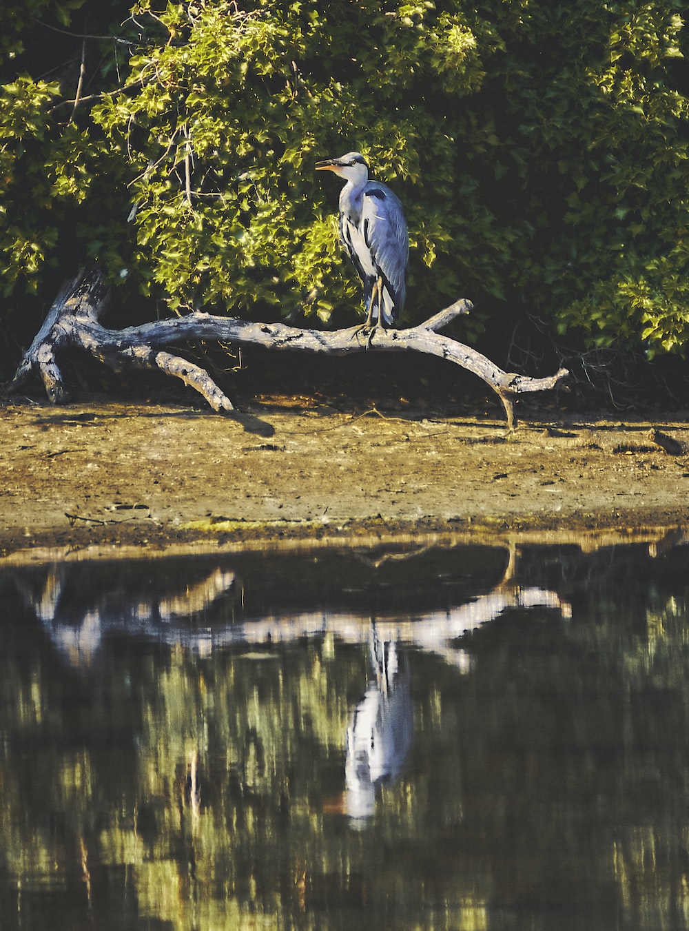 gray bird on brown tree branch near lake during daytime