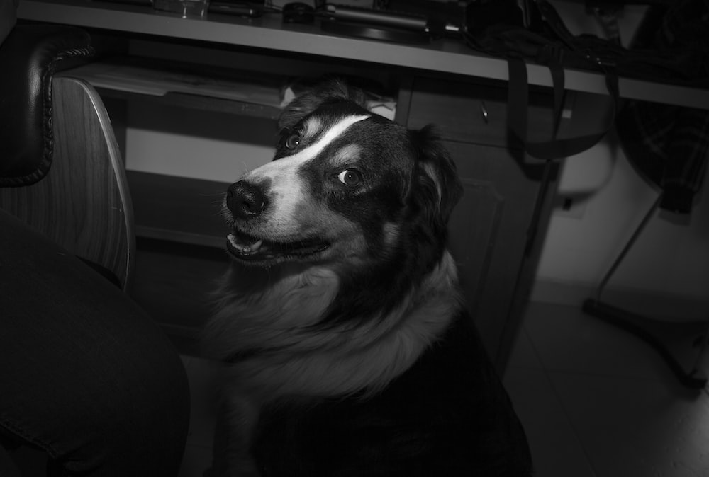 grayscale photo of border collie