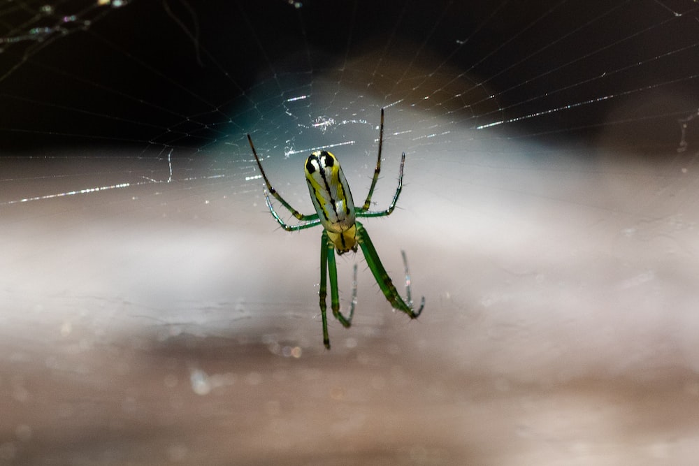 green and yellow spider on web in close up photography